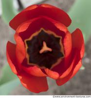 flower tulip 0001